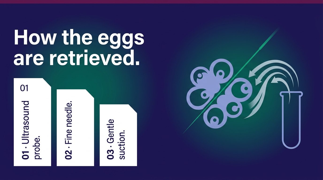 How the eggs are retrieved — variant B